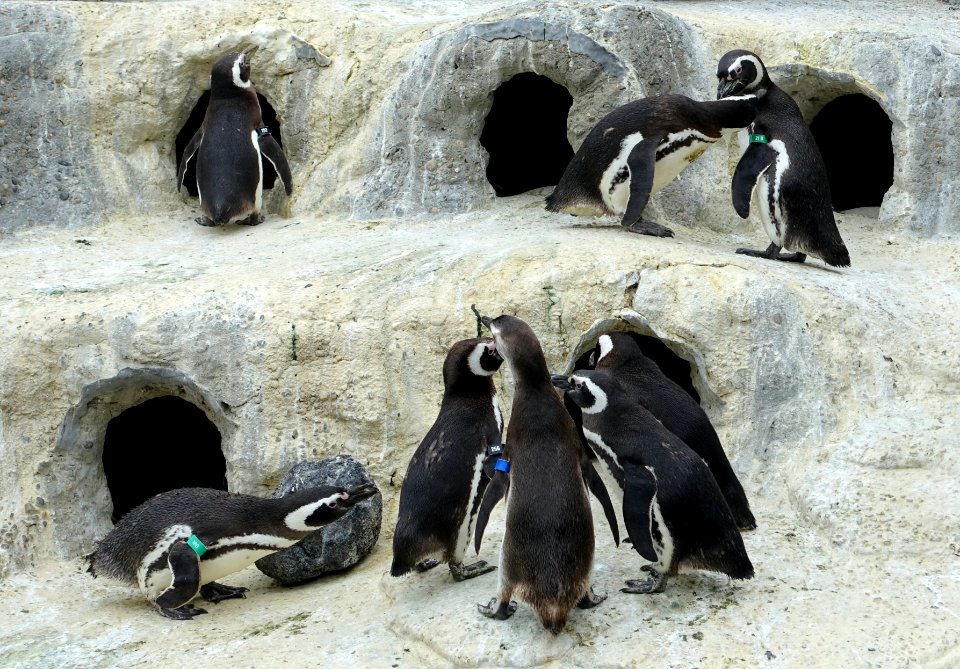 Spheniscus magellanicus - San Francisco Zoo - San Francisco, CA - DSC03825