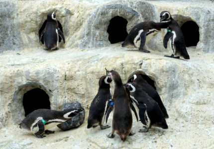 Spheniscus magellanicus - San Francisco Zoo - San Francisco, CA - DSC03825