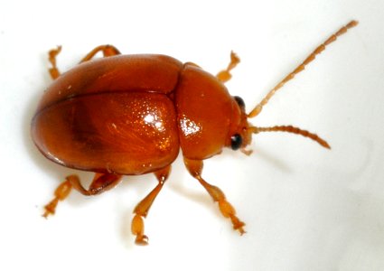 Sphaeroderma-testaceum-06-fws