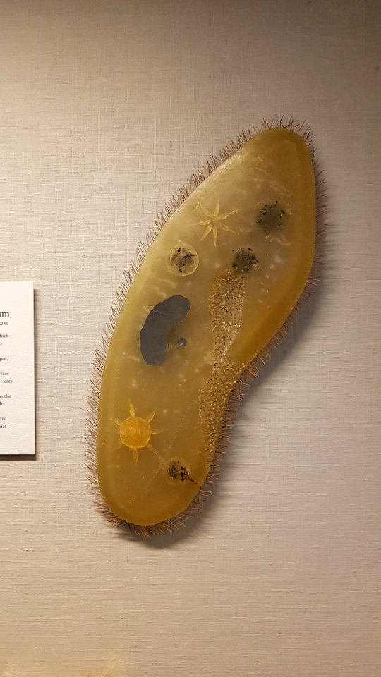 Specimen at Natural History Museum, Gothenburg 38