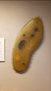 Specimen at Natural History Museum, Gothenburg 38