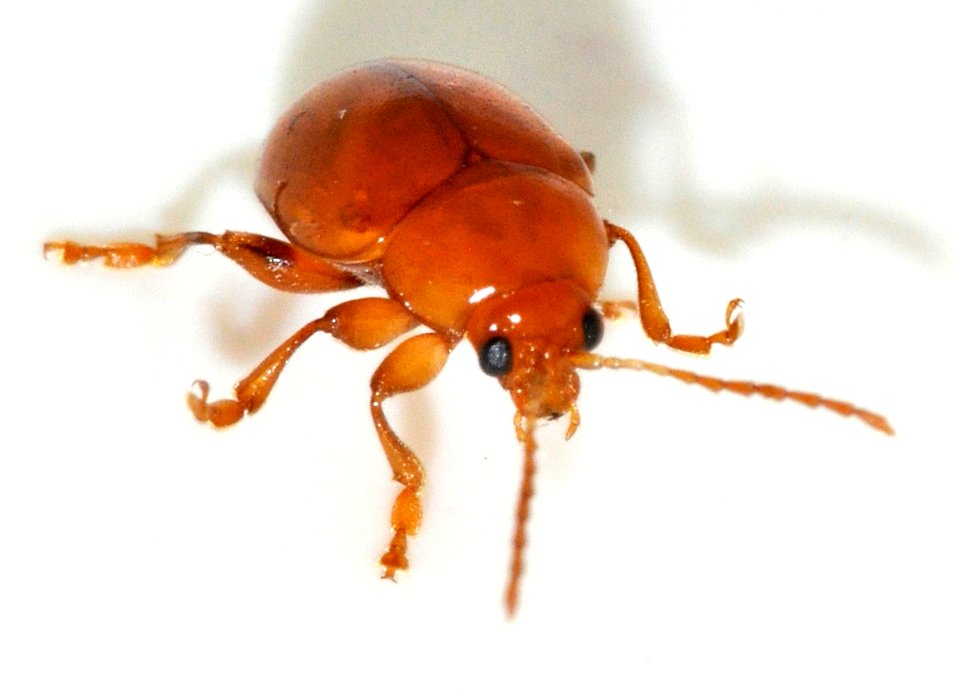 Sphaeroderma-testaceum-07-fws