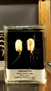 Specimen at Natural History Museum, Gothenburg 32