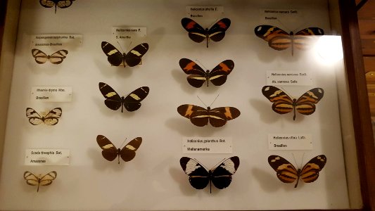 Specimen at Natural History Museum, Gothenburg 39