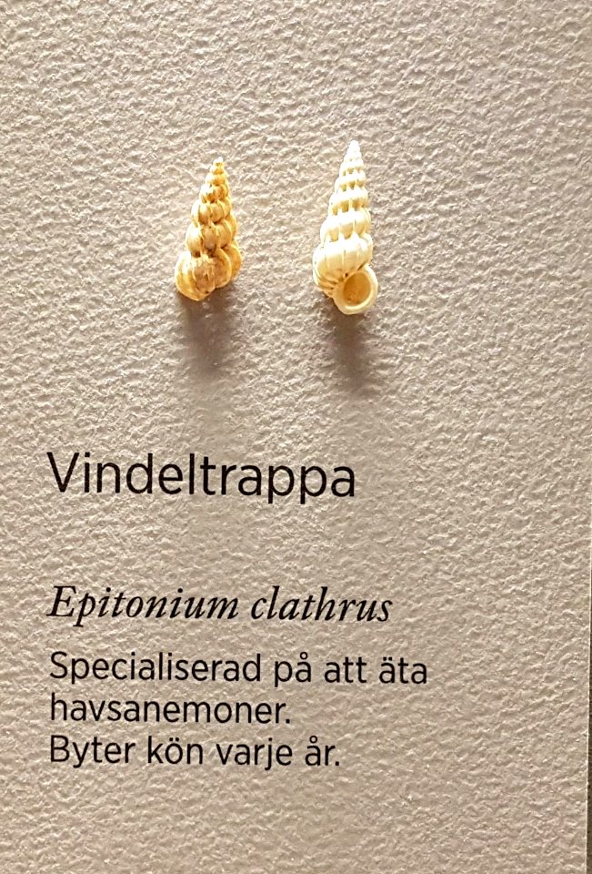 Specimen at Natural History Museum, Gothenburg 59 (cropped) 01
