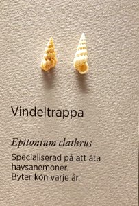 Specimen at Natural History Museum, Gothenburg 59 (cropped) 01