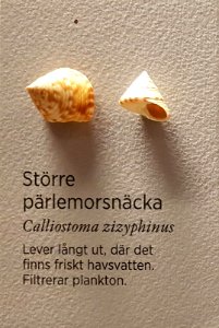 Specimen at Natural History Museum, Gothenburg 58 (cropped)