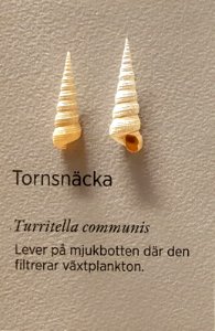 Specimen at Natural History Museum, Gothenburg 61 (cropped)