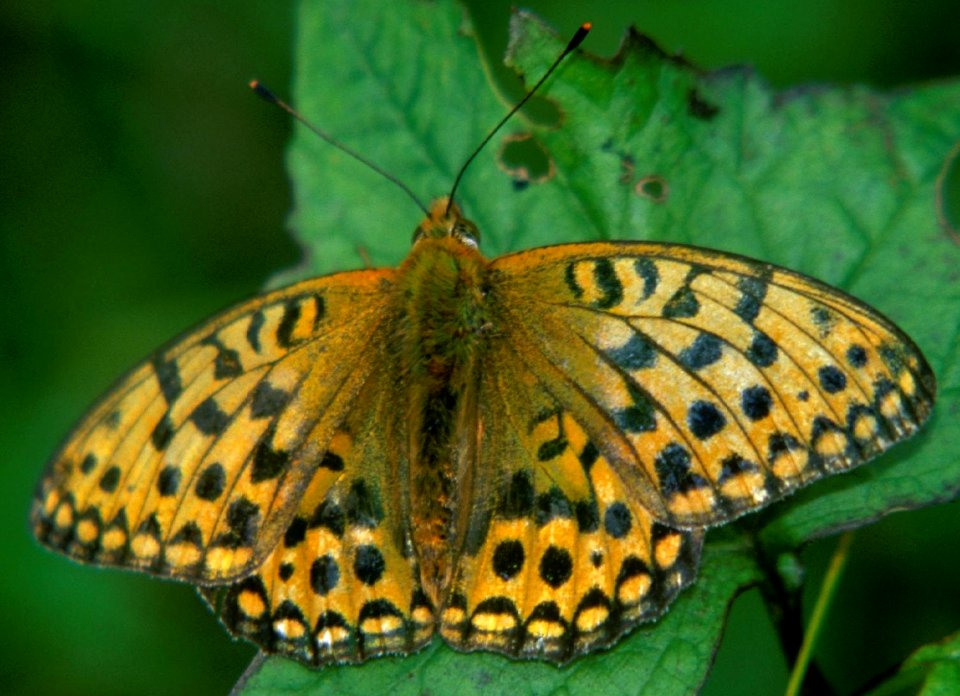 Speyeria aglaja in Mount Hijiri 2001-08-24