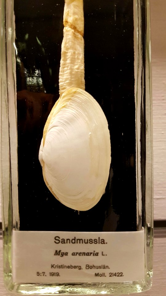 Specimen at Natural History Museum, Gothenburg 73