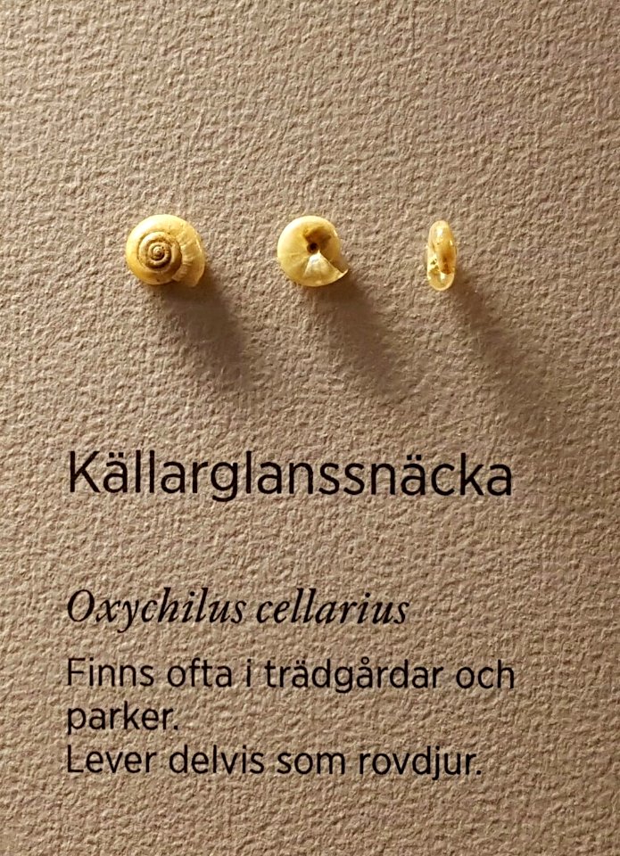 Specimen at Natural History Museum, Gothenburg 72