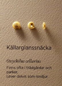 Specimen at Natural History Museum, Gothenburg 72
