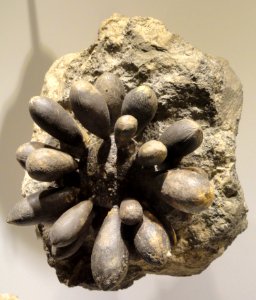 Sphaertuarus, sea urchin, Jurassic, Iminlago, Morocco - Houston Museum of Natural Science - DSC01791