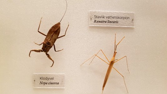 Specimen at Natural History Museum, Gothenburg 53