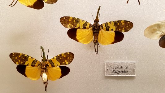 Specimen at Natural History Museum, Gothenburg 52