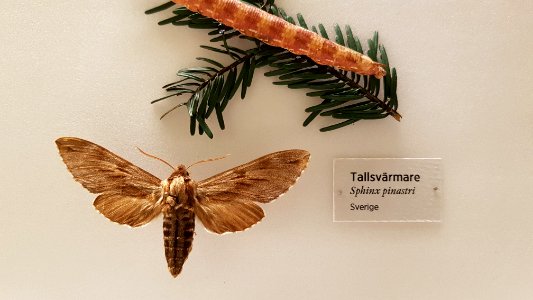 Specimen at Natural History Museum, Gothenburg 43 photo