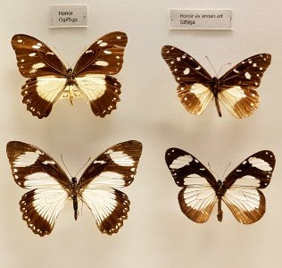 Specimen at Natural History Museum, Gothenburg 49 photo