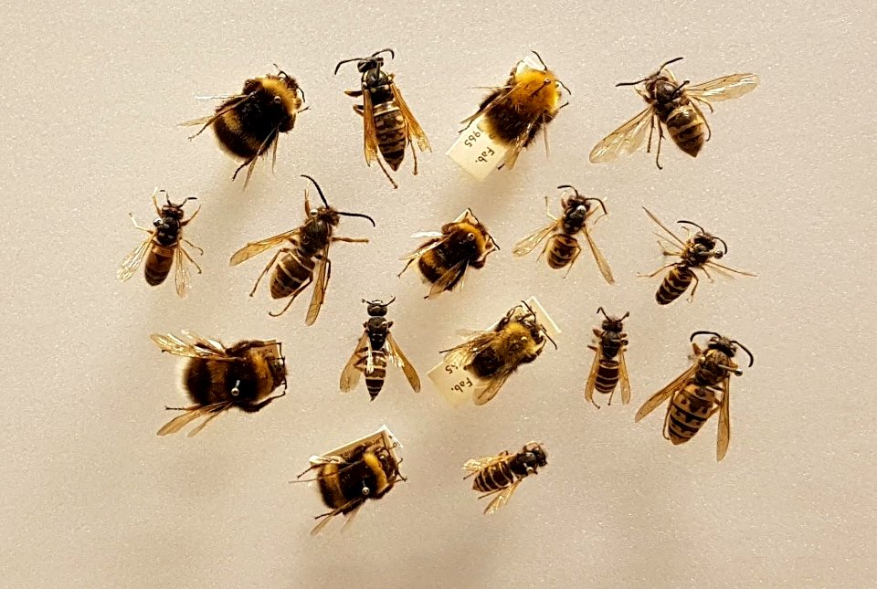 Specimen at Natural History Museum, Gothenburg 46