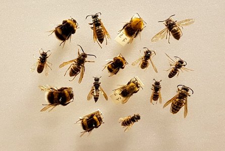 Specimen at Natural History Museum, Gothenburg 46