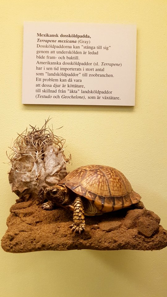 Specimen at Natural History Museum, Gothenburg 76