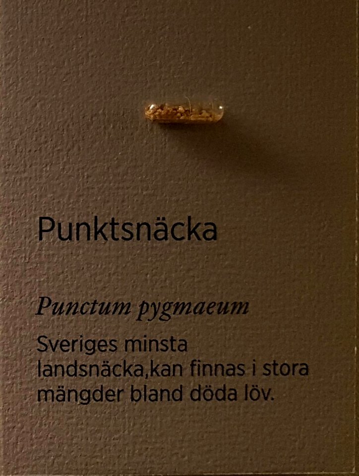 Specimen at Natural History Museum, Gothenburg 71 (cropped) 02