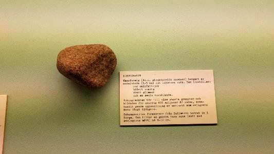 Specimen at Natural History Museum, Gothenburg 85