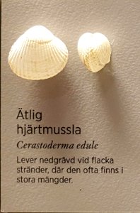 Specimen at Natural History Museum, Gothenburg 64 (cropped)