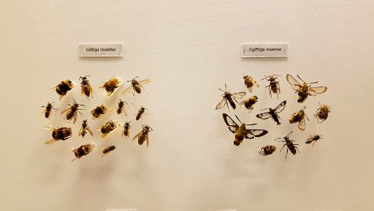 Specimen at Natural History Museum, Gothenburg 47