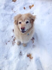 Mixed breed golden chow mix snow