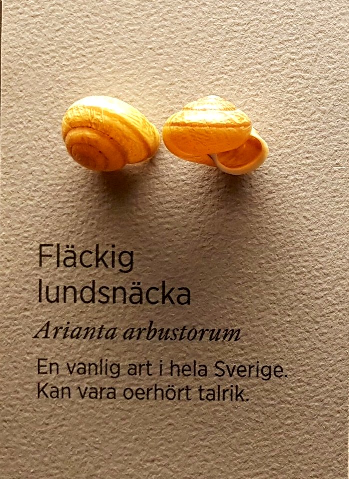 Specimen at Natural History Museum, Gothenburg 70 (cropped)