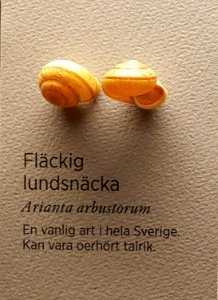 Specimen at Natural History Museum, Gothenburg 70 (cropped)