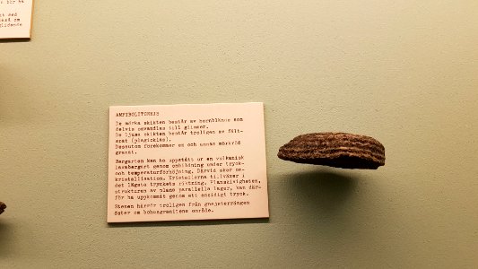 Specimen at Natural History Museum, Gothenburg 84