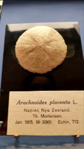 Specimen at Natural History Museum, Gothenburg 79