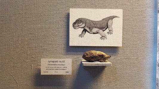 Specimen at Natural History Museum, Gothenburg 08