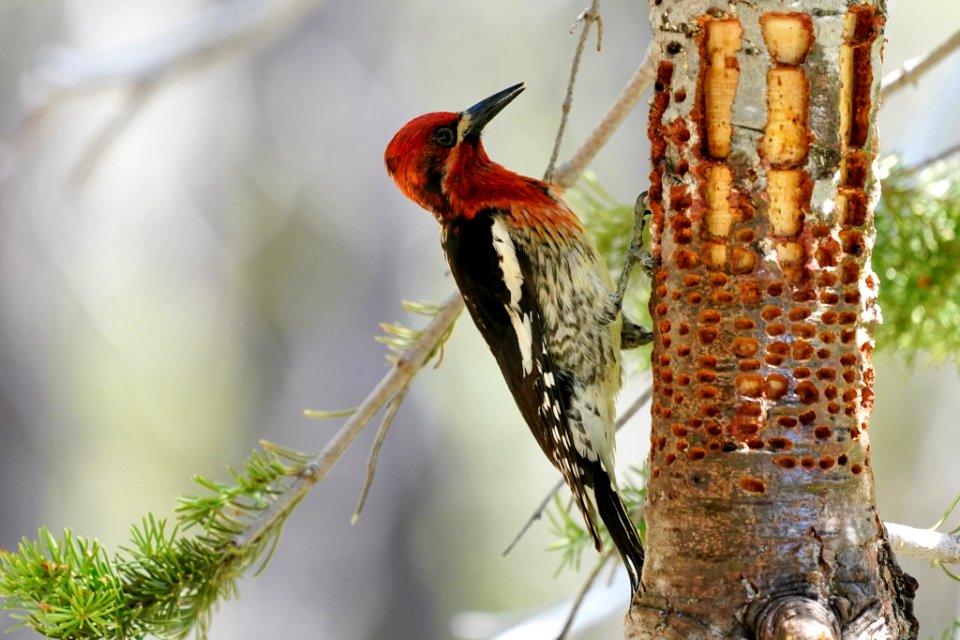 Sphyrapicus ruber 80410605