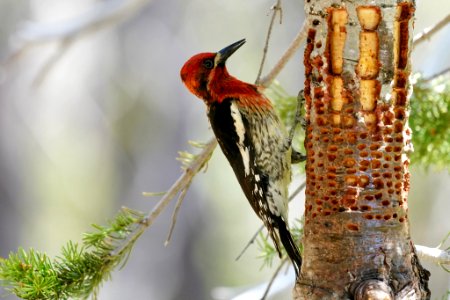 Sphyrapicus ruber 80410605