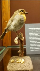 Specimen at Natural History Museum, Gothenburg 25