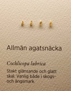 Specimen at Natural History Museum, Gothenburg 69 (cropped) 02