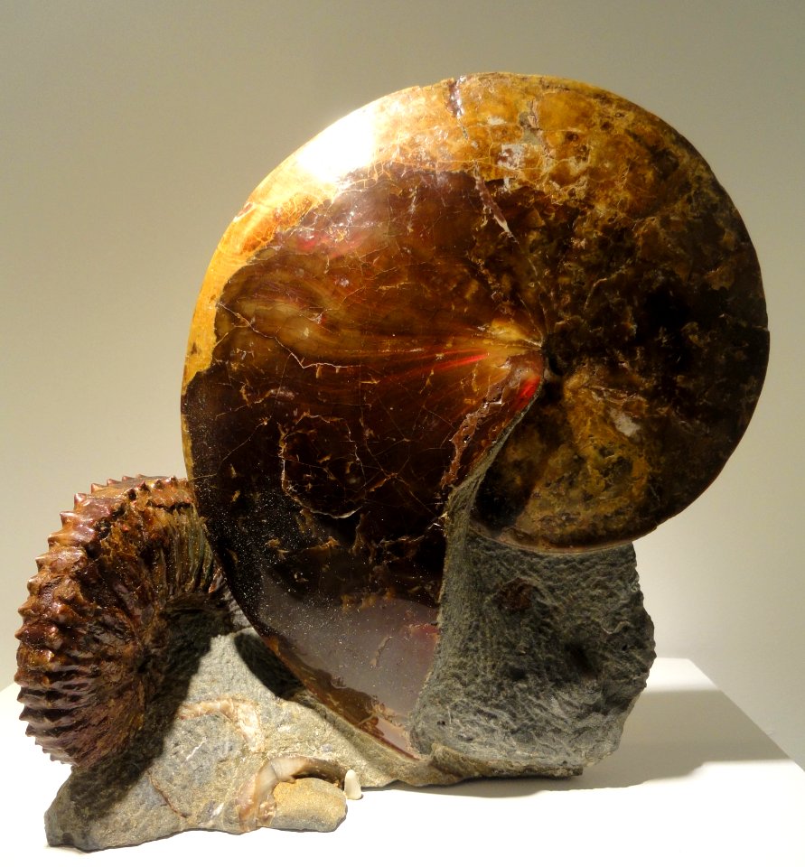 Sphenodiscus & Hoploscaphites, Late Late Cretaceous, Fox Hills Formation, Bear Creek, Mantry, South Dakota, USA - Houston Museum of Natural Science - DSC01911