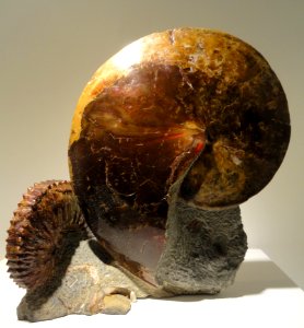 Sphenodiscus & Hoploscaphites, Late Late Cretaceous, Fox Hills Formation, Bear Creek, Mantry, South Dakota, USA - Houston Museum of Natural Science - DSC01911