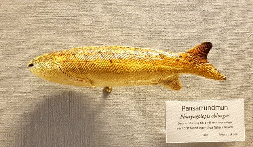 Specimen at Natural History Museum, Gothenburg 04