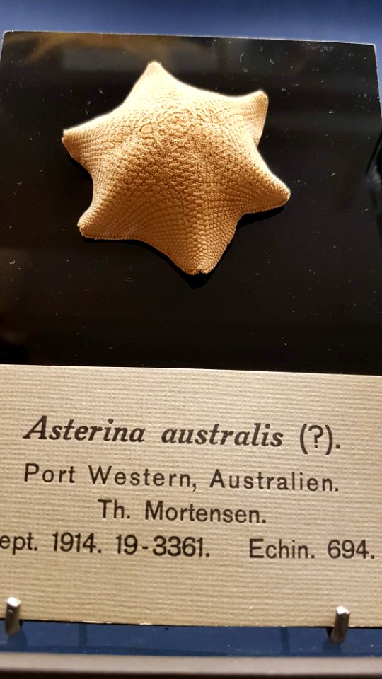 Specimen at Natural History Museum, Gothenburg 81