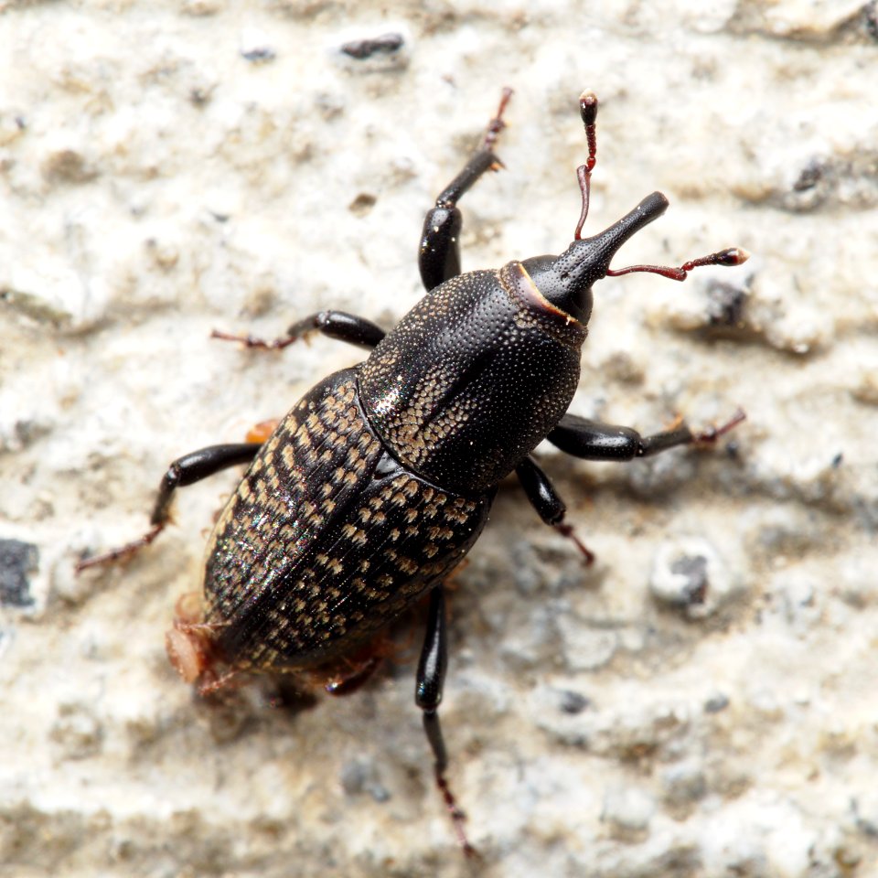 Sphenophorus cicatristriatus Rocky Mountain Billbug 2016-09-25 (2)