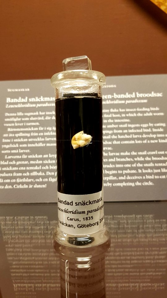 Specimen at Natural History Museum, Gothenburg 24