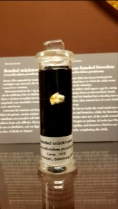 Specimen at Natural History Museum, Gothenburg 24