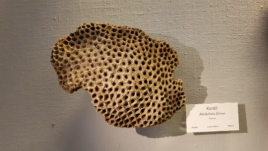 Specimen at Natural History Museum, Gothenburg 10