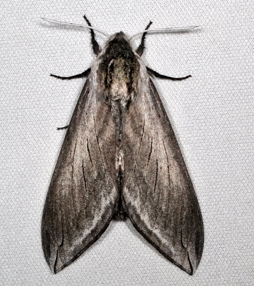 Sphinx perelegans Contra Costa