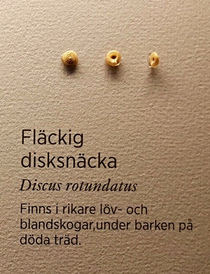 Specimen at Natural History Museum, Gothenburg 69