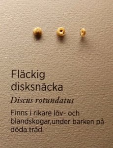 Specimen at Natural History Museum, Gothenburg 69