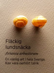 Specimen at Natural History Museum, Gothenburg 68